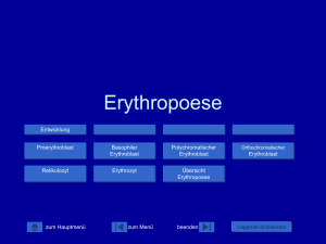 Erythropoese - MTA