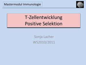 T-Zellentwicklung, positive Selektion