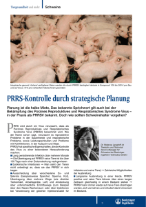 PRRS-Kontrolle durch strategische Planung