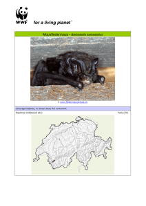 Mopsfledermaus - Artenschutz Schweiz
