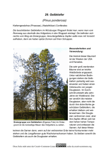 29. Gelbkiefer (Pinus ponderosa)