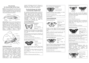 Bericht über Schmetterlinge am Marchfeldkanal