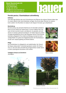 Parrotia persica / Eisenholzbaum schirmförmig