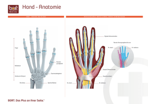 Hand – Anatomie