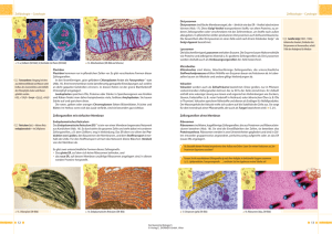 Zellbiologie – Cytologie 12 Zellbiologie – Cytologie 13