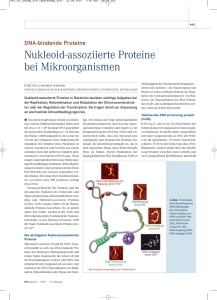 Nukleoid-assoziierte Proteine bei Mikroorganismen