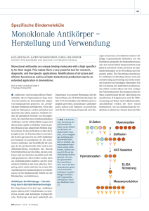 Monoklonale Antikörper – Herstellung und Verwendung