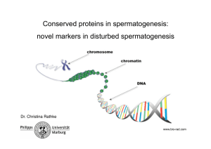 Conserved proteins in spermatogenesis: novel markers in disturbed