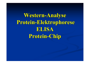 Western-Analyse Protein-Elektrophorese ELISA Protein-Chip