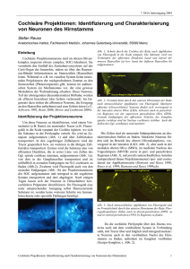 Identifizierung und Charakterisierung von Neuronen des Hirnstamms