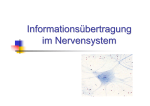 Informationsübertragung im Nervensystem