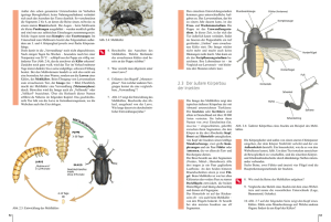 2.3 Der äußere Körperbau der Insekten