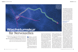 Wachstumskur für Nervenzellen - Max-Planck