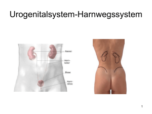 Urogenitalsystem
