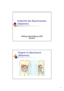 Anatomie des Bauchraumes (Abdomen) Organe im Bauchraum