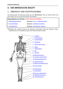 a. das menschliche skelett 1. übersicht und hauptaufgaben