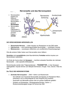 Nervenzelle und das Nervensystem