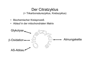 Der Citratzyklus