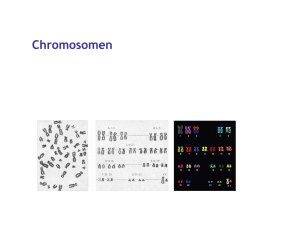 Chromosomen - ETH Zürich
