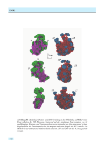 EMBL Abbildung 58: Modell der Protein- und RNS