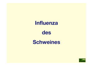 22_Influenza_des_Schweines