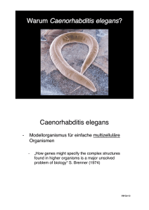 Warum Caenorhabditis elegans