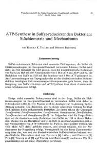 ATP-Synthese in Sulfat-reduzierenden Bakterien