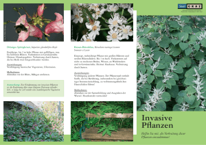 Invasive Pflanzen