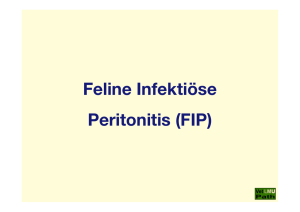 56_FIP_(Feline Infektiöse Peritonitis)