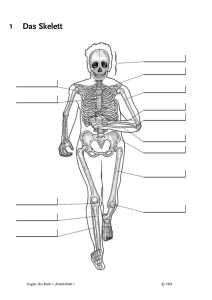 1 Das Skelett