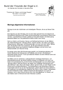 der Informationen über die Moringapflanze als PDF