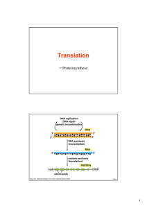 Translation der mRNA