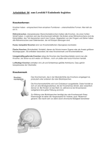 04 Arbeitsblatt Knochenaufbau und Schädel