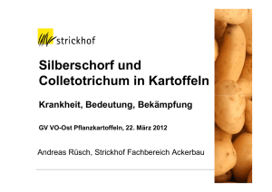 Silberschorf und Colletotrichum in Kartoffeln