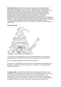 Nahrungspyramide w, Überbegriff für graphische Darstellungen der