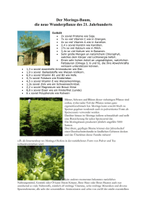 Der Moringa-Baum die neue Wunderpflanze des 21