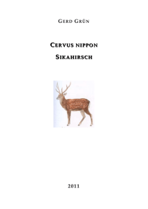 Cervus nippon Sikahirsch, doc