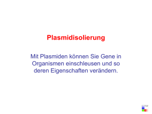 Plasmidisolierung