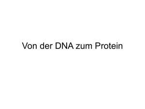 Von der DNA zum Protein