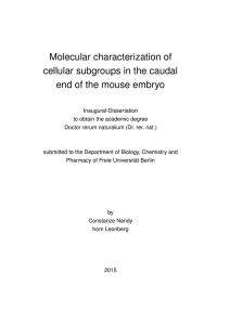 Molecular characterization of cellular subgroups in the caudal end of