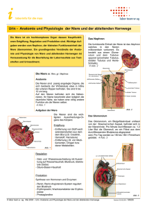 Urin - Anatomie und Physiologie der Niere und der