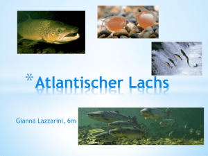 * Atlantischer Lachs