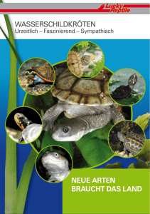 Wasserschildkröten - Hoch-Rep