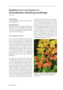 Bergahorn (Acer pseudoplatanus) – Verwandtschaft, Verbreitung