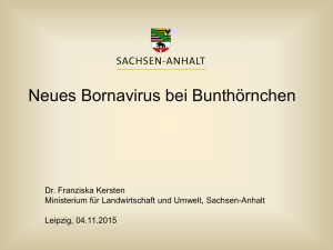 Neues Bornavirus bei Bunthörnchen