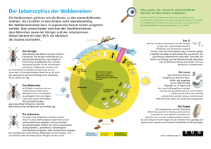 Der Lebenszyklus der Waldameisen