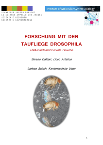 FORSCHUNG MIT DER TAUFLIEGE DROSOPHILA
