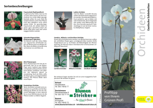 Orchideen - blumenstricker.ch