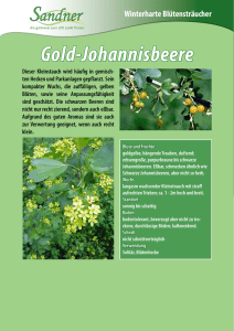 Gold-Johannisbeere