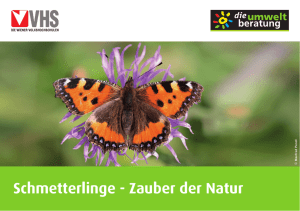 Schmetterlinge - Umweltberatung.at